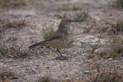 Curve-billed thrasher