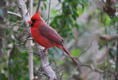 Northern cardinal