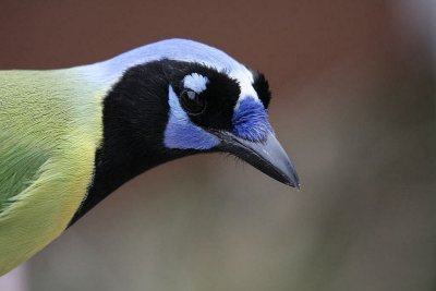 Green jay