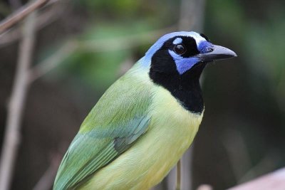 Green jay