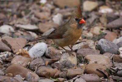 Northern cardinal (female)