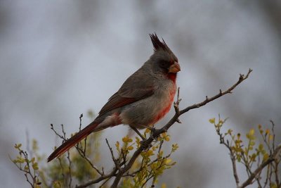 Warblers, Cardinals, Pyrrhuloxias and Tanagers