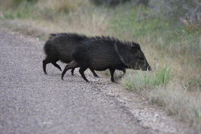 Javalinas