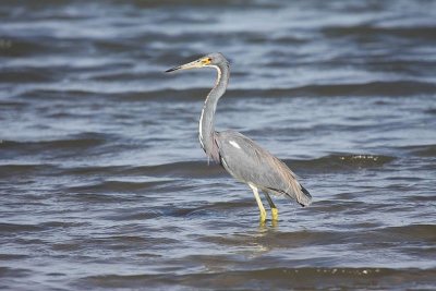Tricolored heron
