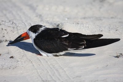 Black skimmer