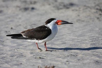Black skimmer