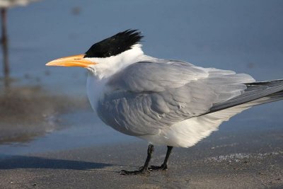 Royal tern