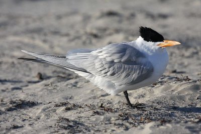Royal tern