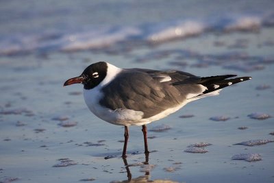 Laughing gull