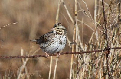 Song sparrow