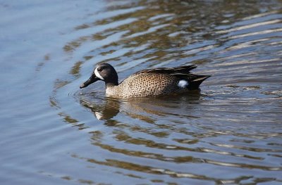 Blue-Winged teal