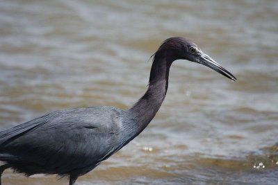 Little blue heron