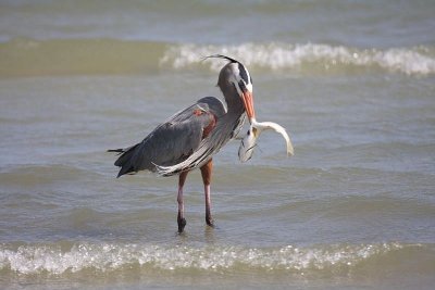 Great blue heron