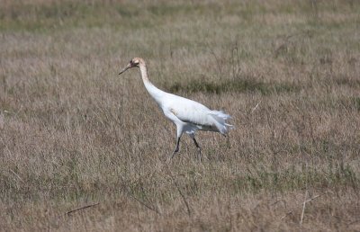 Whooping crane