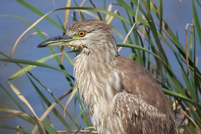 Black-crowned night-heron (immature)