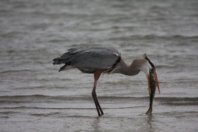 Great blue heron