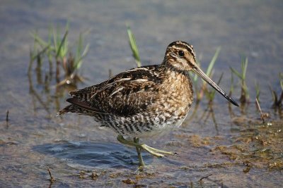 Wilson's snipe