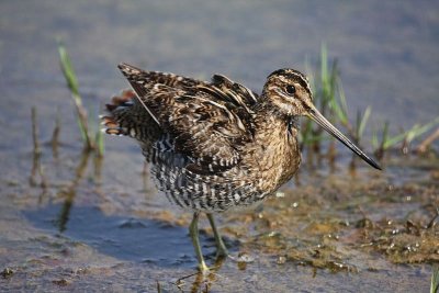 Wilson's snipe
