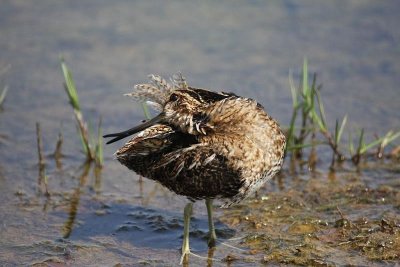 Wilson's snipe