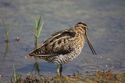 Wilson's snipe