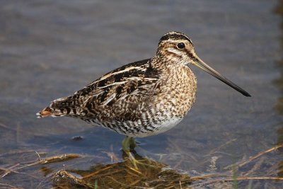 Wilson's snipe