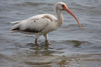 White ibis (immature)