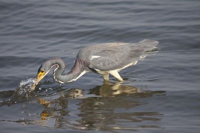 Tricolored heron