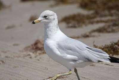 Ring-billed gull