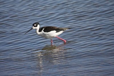 Black-necked stilt