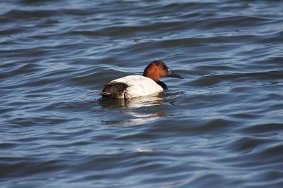 Canvasback