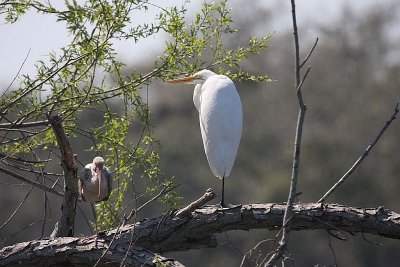White ibis and Great egret