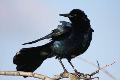 Boat-tailed grackle