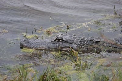 Alligator