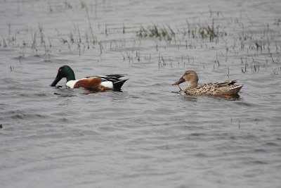 Northern shovelers