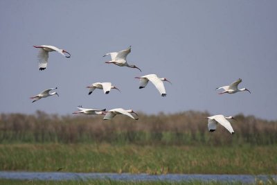 White ibises