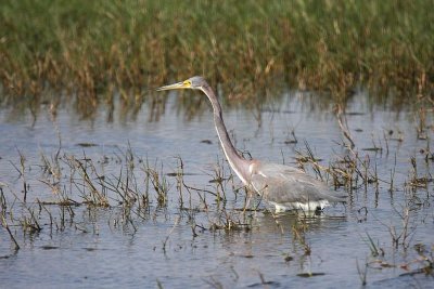 Tricolored heron