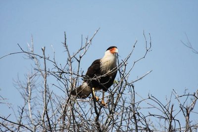 Crested caracara