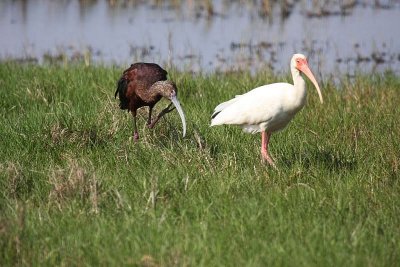 White-faced ibis and White ibis