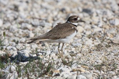 Killdeer