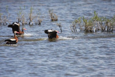 Black-bellied Whistling-ducks