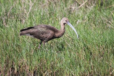 White-faced ibis