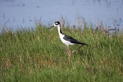 Black-necked stilt