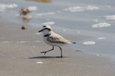 Snowy plover