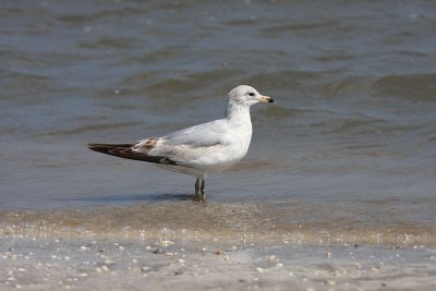 Ring-billed gull