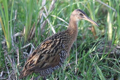 King rail