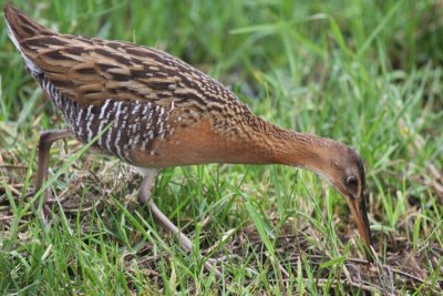 King rail