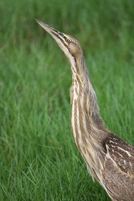 American bittern