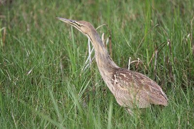 American bittern