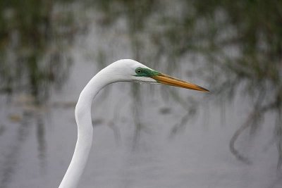 Great egret