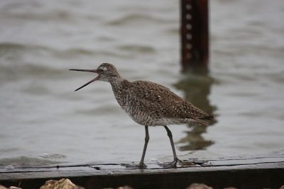 Willet